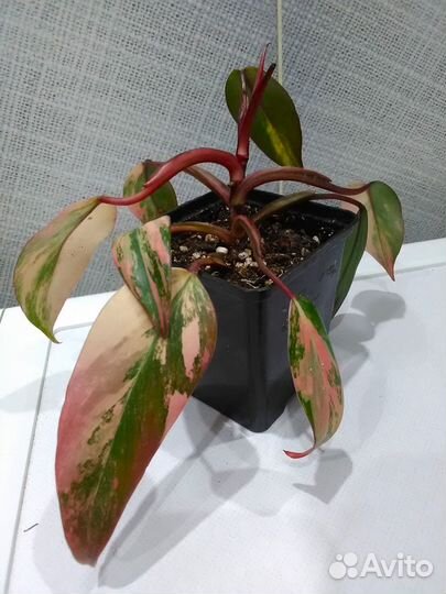 Филодендроны