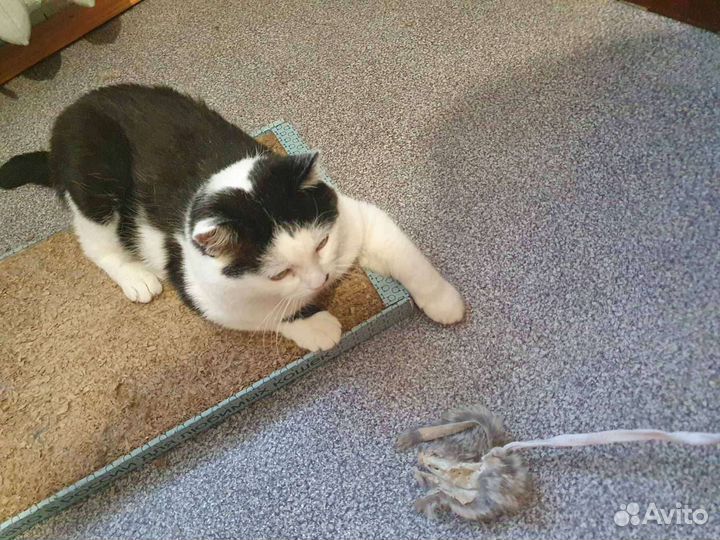 Уютный котик Василий