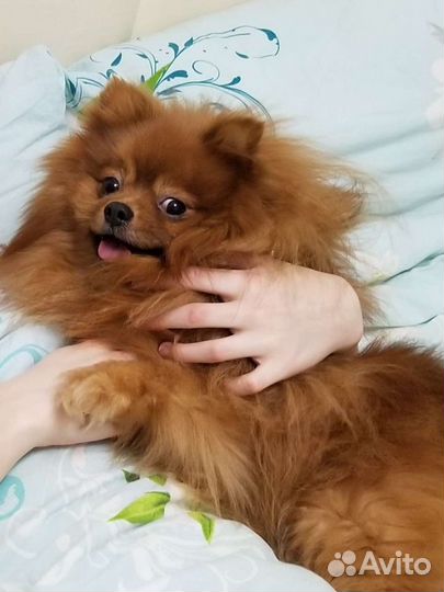 Вязка шпица