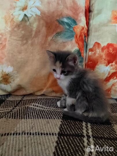 Котята от домашней кошки