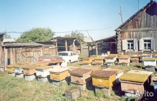 Продам пчел