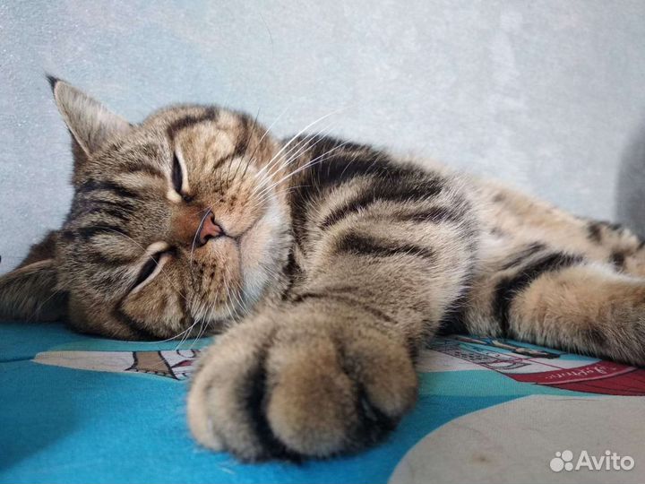 Кошки