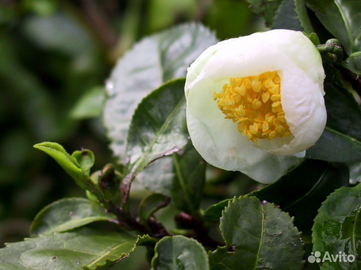 Саженцы чая камелии китайской