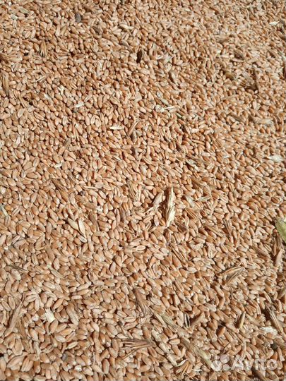 Пшеница, тритикале