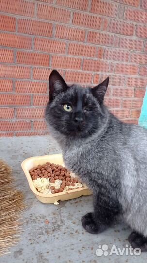 Кот подросток