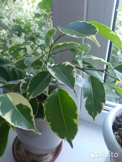 Фикус бенджамина вариегатный