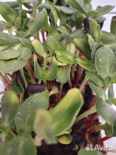 Микрозелень подсолнуха