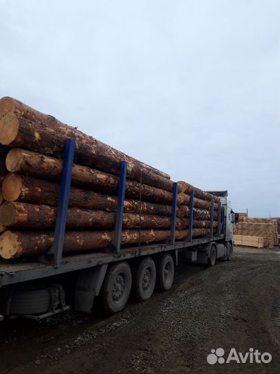 Лес кругляк сосна