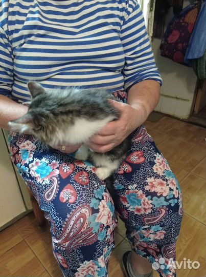 Отдам бесплатно в хорошие руки