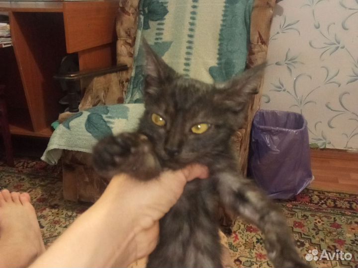Красивый котик