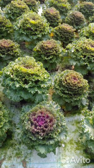 Капуста декоративная
