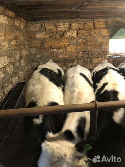 Телята бычки на откорм