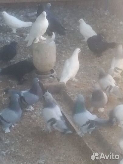 Голуби