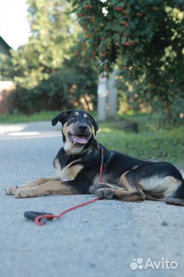 Щенок Тобби,4 месяца.В дар