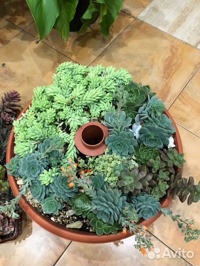 Суккуленты