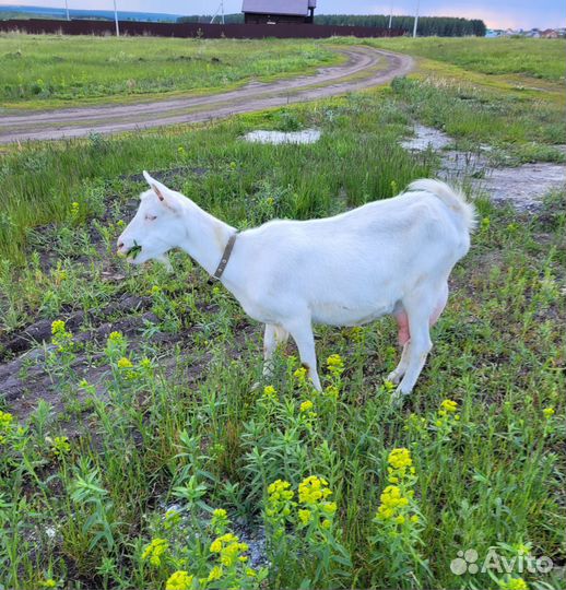Зааненская дойная коза