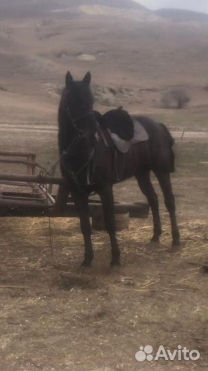 Жеребец иноходец