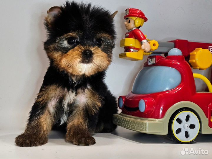 Мини йорк мальчишка