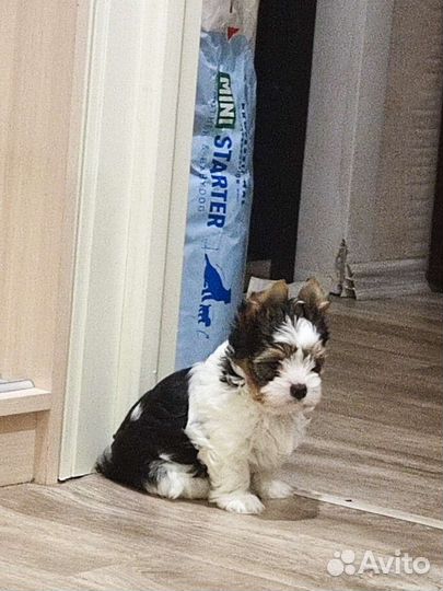 Щенок Бивер