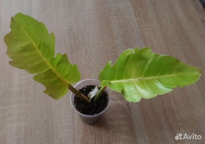 Сингониум orm tong var