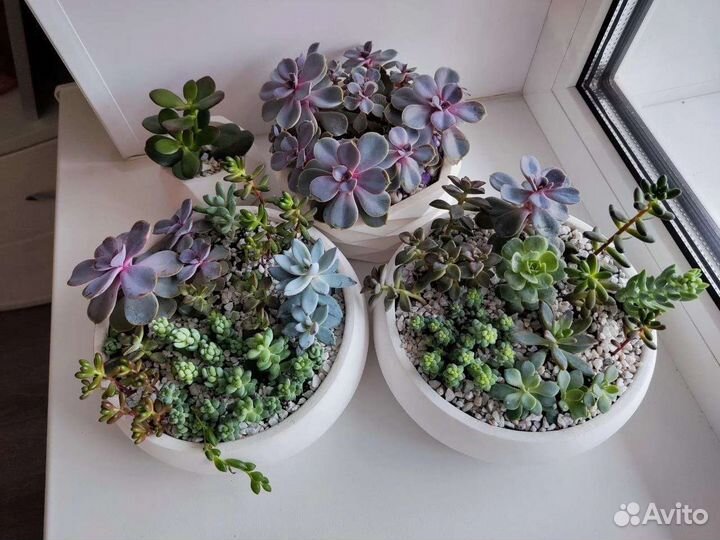 Садики из цветов на заказ