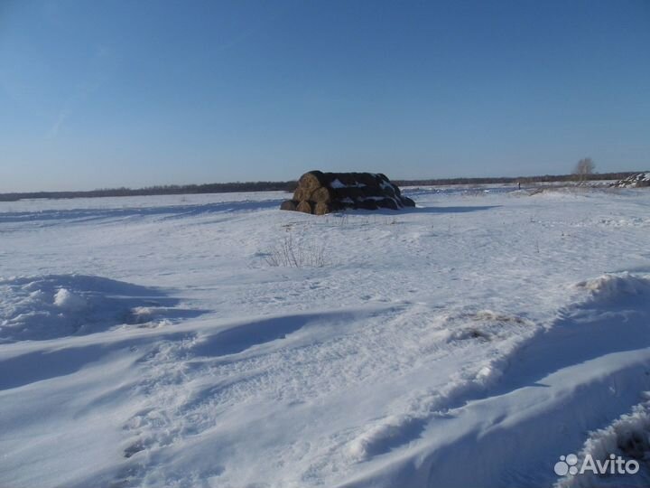 Продам сено в рулонах