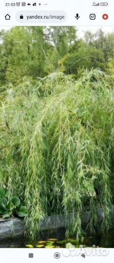 Ива извилистая (Свердловская)