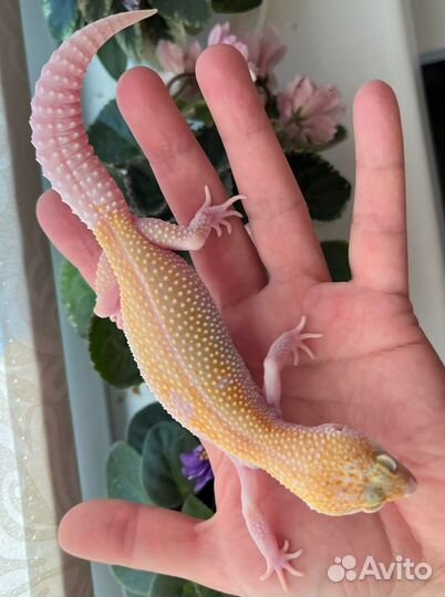 Самки Эублефаров разведения 2022 года