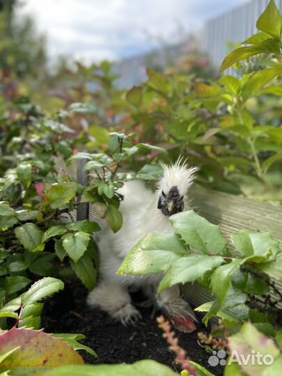 Китайские шёлковые петушки