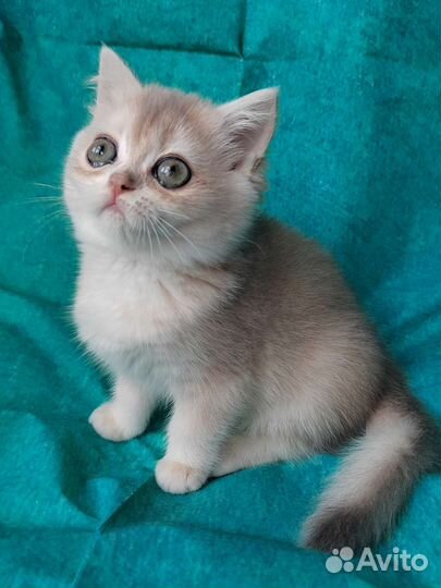 Девочка голубое золото