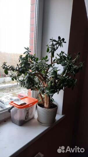 Толстянка (денежное дерево) отростки