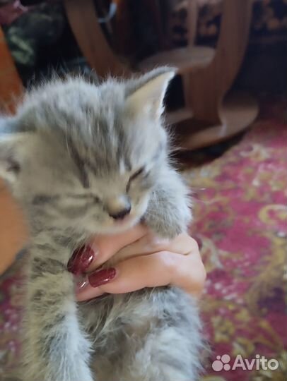 Отдам котят добрые руки