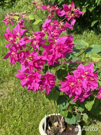 Бугенвиллия