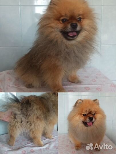 Груминг, стрижка собак