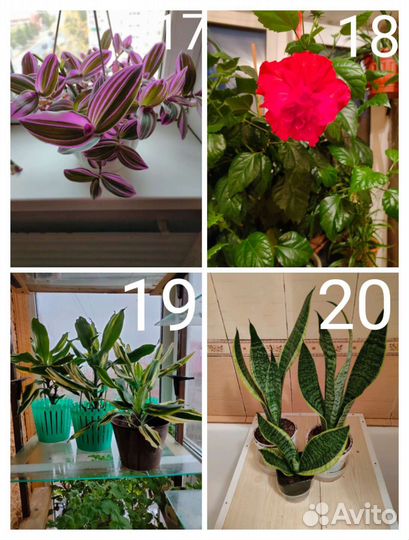 Герани- отводки от 50, есть другие растения