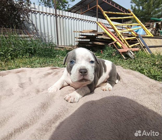 Американский булли покет щенки