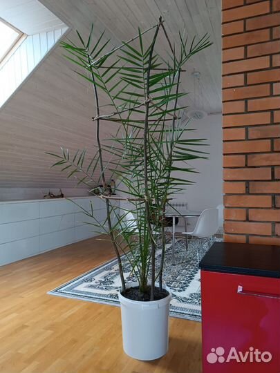 Пальма финиковая