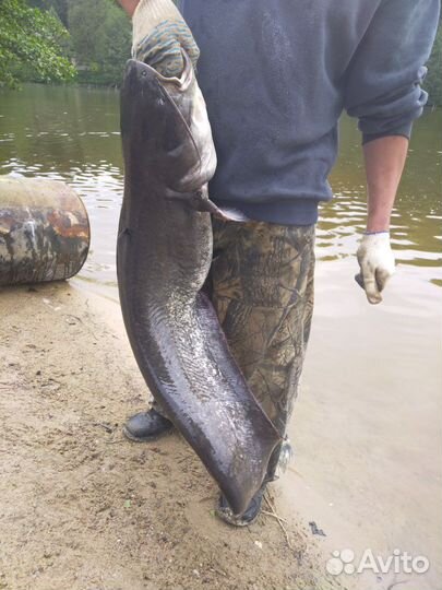 Платная рыбалка и отдых на озере в Подмосковье