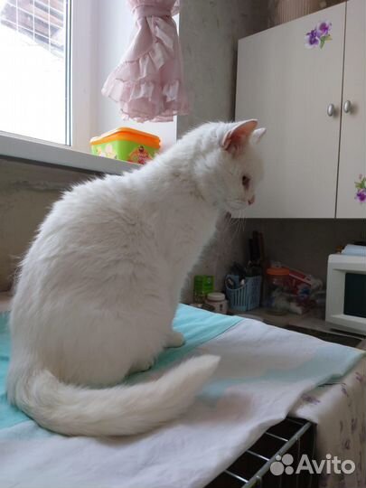 Белая кошка