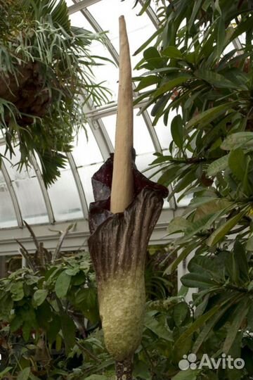 Amorphophallus Gigas-сеянец