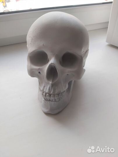 Череп гипсовый