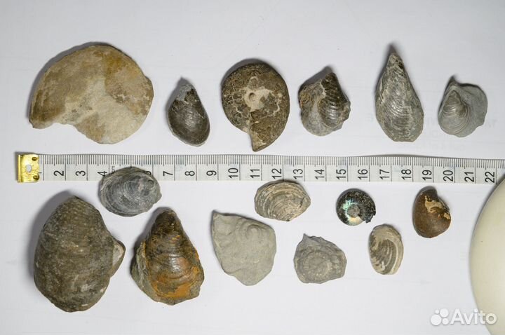 Окаменелости аммониты, трилобиты, белемниты