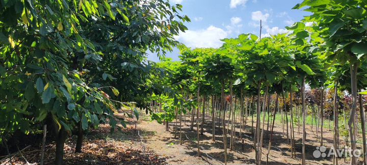 Катальпа нана на штамбе