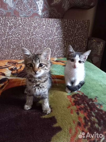 Котятки ищут вас