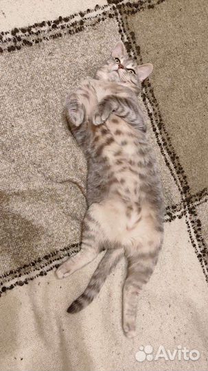 Кошка в добрые руки