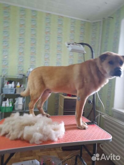 Груминг собак и кошек