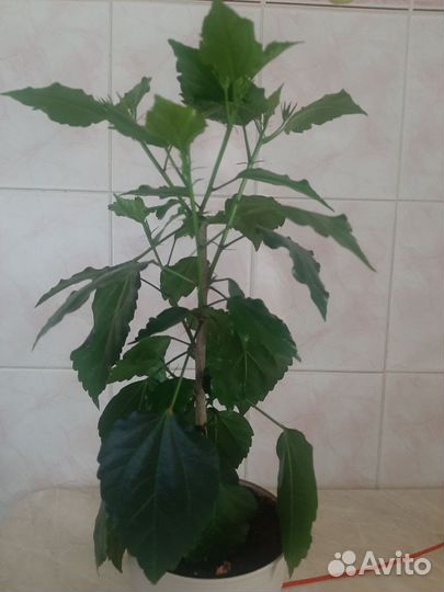Китайская роза