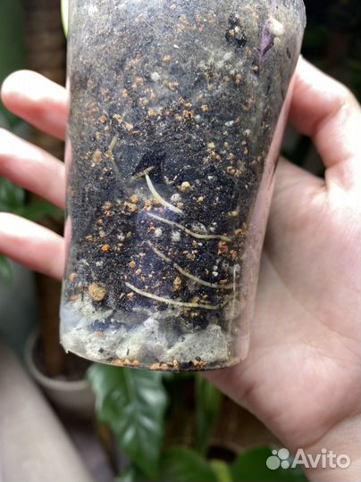 Сциндапсус платинум