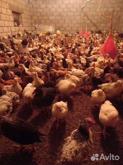Цыплята подрощенные