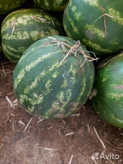 Арбузы